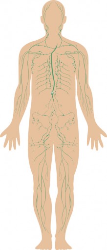 Lymphatic vessels and lymph nodes are located throughout the body. © Matthew Cole / Fotolia