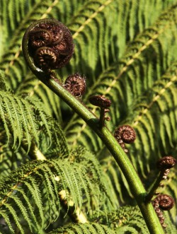 The Koru—A symbol of new beginnings. © Betty Shepherd The Koru—A symbol of new beginnings. © Betty Shepherd