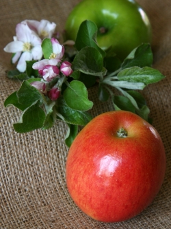 Red or Green: Apples are a healthy and delicious treat. © Betty Shepherd