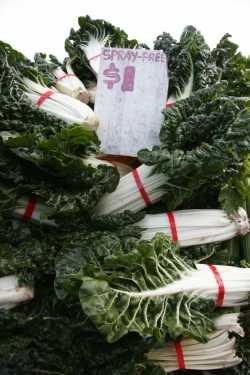 newspicn826 Farmers' markets are a great place to find affordable organic food © Betty Shepherd