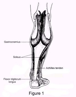 Figure 1: The gastrocnemius and soleus muscles unite to form the thick Achilles tendon.