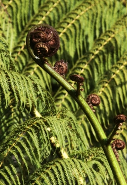 Koru © Betty Shepherd