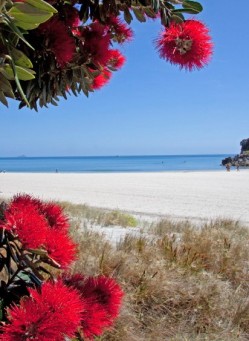 New Zealand's Christmas tree—the  pohutukawa—at the beach from Tauranga, North Island. © Betty Shepherd