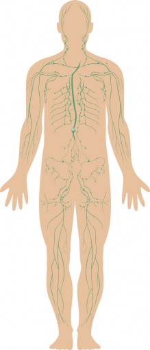 Lymphatic vessels and lymph nodes are located throughout the body. © Matthew Cole / Fotolia