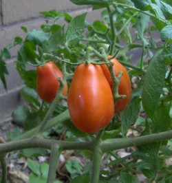 Janett’s tomato plant. © private
