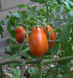 janetts-tomato-plant Janett’s tomato plant. © private