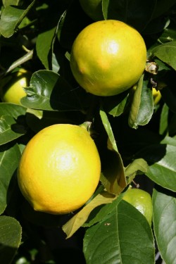 Squeeze fresh lemon into your morning wake-up water, if you like. © Betty Shepherd