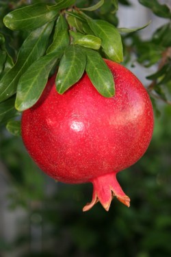 Pomegranates: Long Loved, Newly Cherished © Betty Shepherd