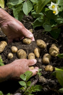 Digging into the potato’s nutritional values. © Betty Shepherd