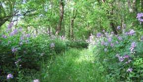 Spring—When Running Dreams Bloom Anew