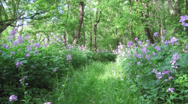 Spring—When Running Dreams Bloom Anew