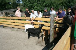 A caress for the animals. Together with members of the Take The Magic Step team, Uta had a wonderful time at the kids’ farm. © Take The Magic Step®