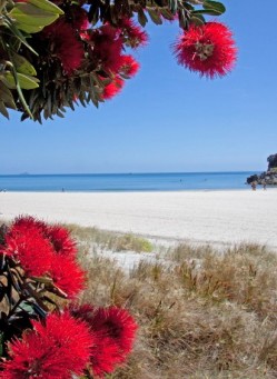 The beautiful evergreen Pohutukawa, as New Zealanders call their Christmas tree, shows its glorious bright red blossoms during the holidays. © Betty Shepherd