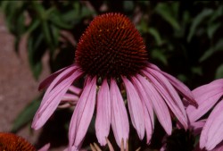 Echinacea purpurea © Betty Shepherd