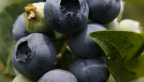 Enjoy Your Summertime Fitness: Part II—Proper Hydration and Summer Nutrition