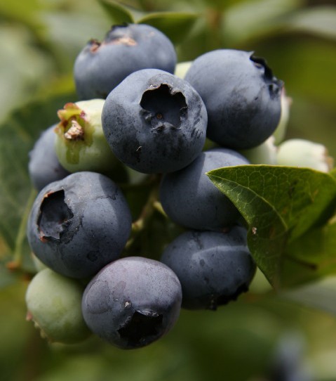 Berries: Vibrant Flavors Bursting with Nutrition