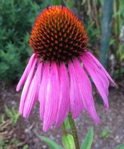 Echinacea purpurea. © Uta Pippig