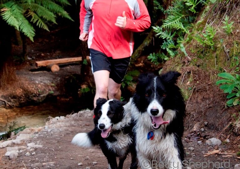 Running with Dogs—Man and Animal in Partnership