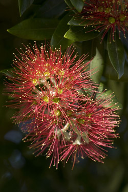 New Zealand's Christmas tree is the pohutukawa. © Betty Shepherd