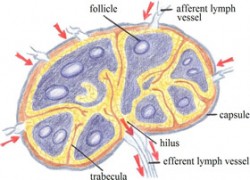 Nodus lymphaticus (lat.), lymph node: A gland with afferent and efferent lymph vessels and part of the lymphatic system. © Graphic sketched by Uta Pippig/Take The Magic Step® (adapted from the Encyclopedia of Science*)