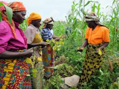 Women work cooperatively to raise crops. © Courtesy of PeopleWeaver Women work cooperatively to raise crops. © Courtesy of PeopleWeaver