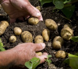 Nutrition: Some Spuds are Healthy Studs…Potatoes